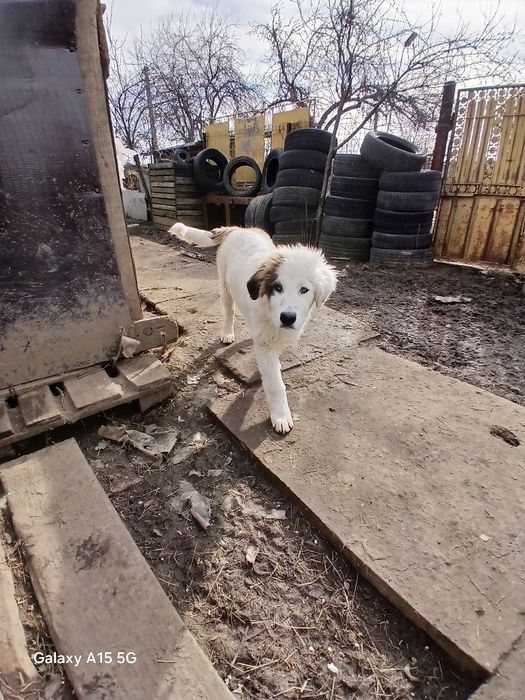 Ciobanesc de Bucovina