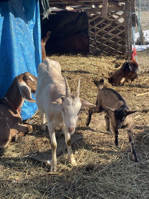 Vand o capra de taiat sau de tinut are lapte ,