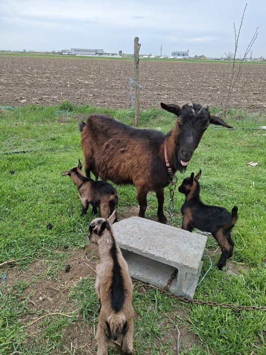 Capra alpina cu 3 iezi