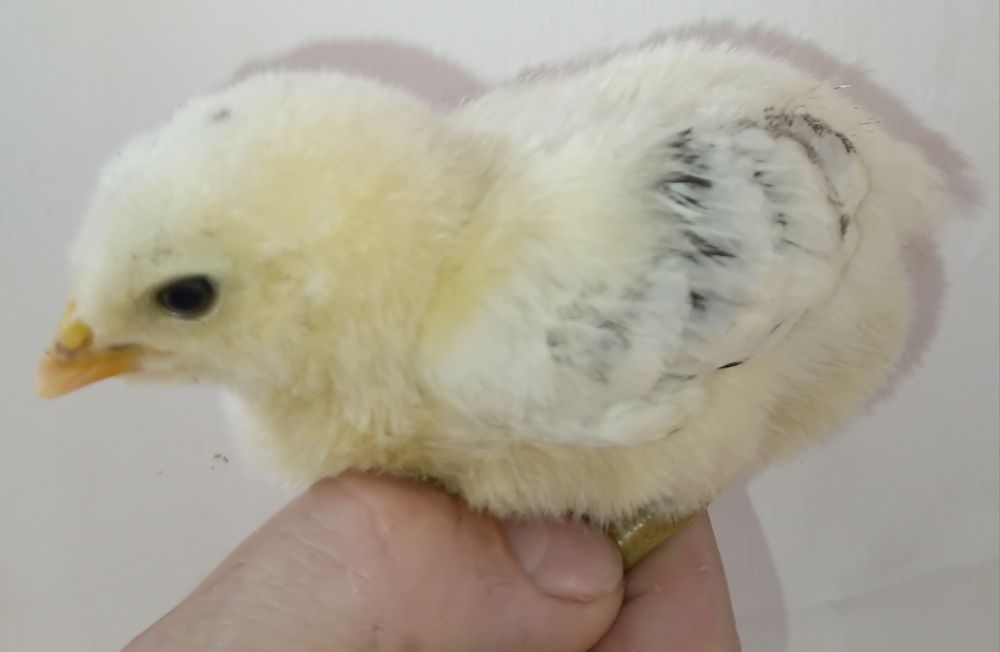 Продам цыплят породы Голошейка,  Доминант,  Кучинская, Хохлатая