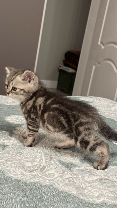 Вислоухие котята