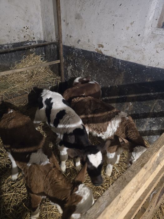 Vitei de 5 saptamani