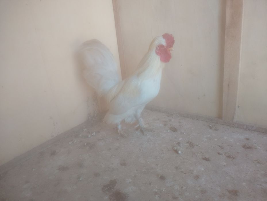 Продаётся японский