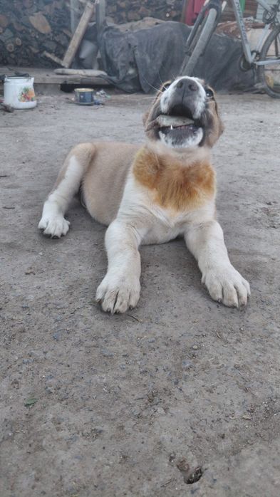 Кушык сатылады , Продается Щенок