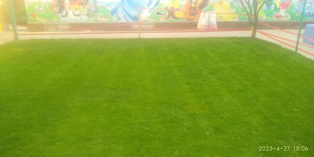 Посев газона и рулонного