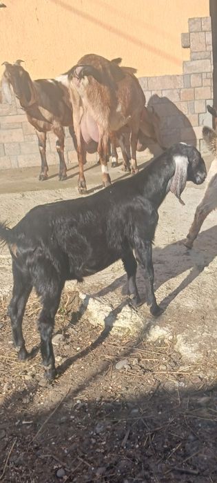 Țap de vânzare sau schimb.