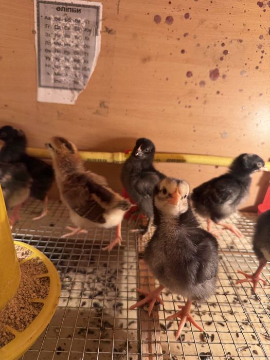 Цыплята недельные домашние