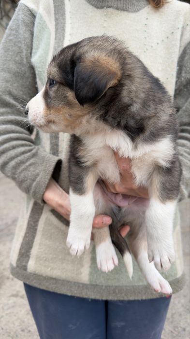 Отдам щенят в хорошие руки