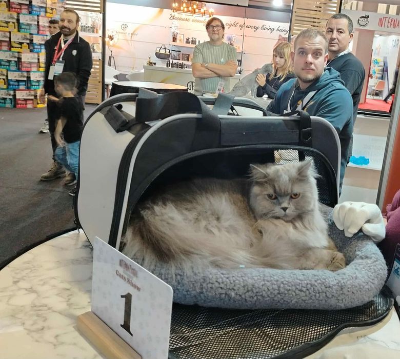 Британско късокосместо коте