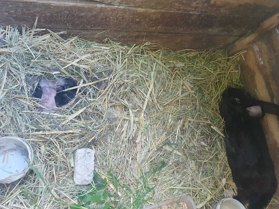 Vand iepuri de talie mare albi si negri, mici si adulti din rasa Urias de Transilvania