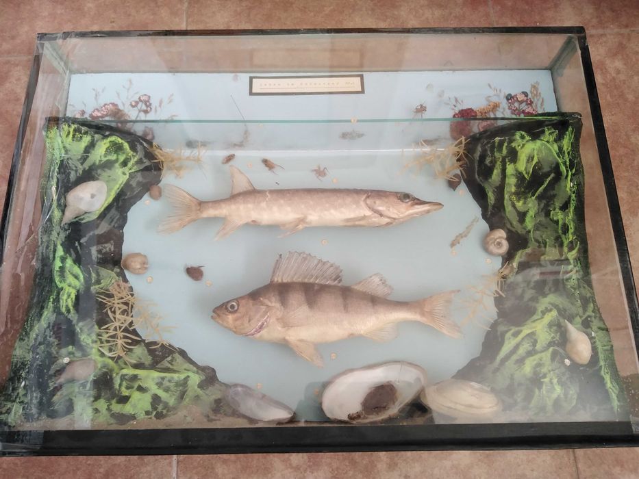 Stiuca, biban, material didactic, panoplie pescuit