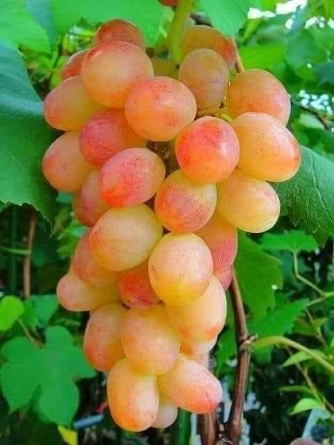 Butași Viță De Vie Certificați Anul 3 De Vegetație