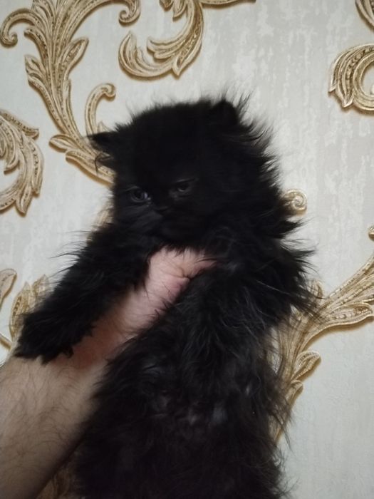 Персидские котята экстрималы