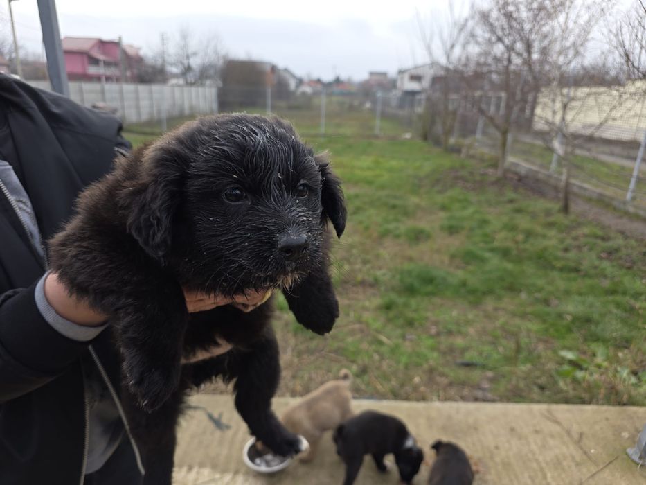 Donez pui rasa comuna metis