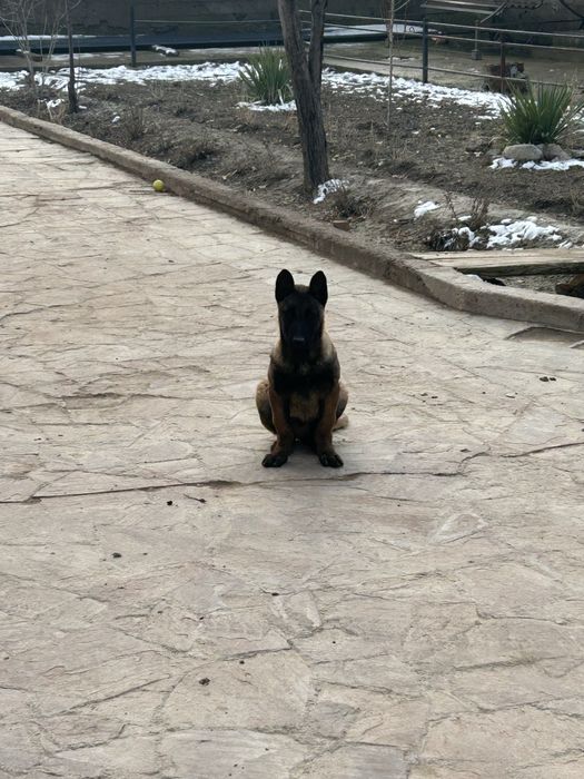 Белгейски овчарка