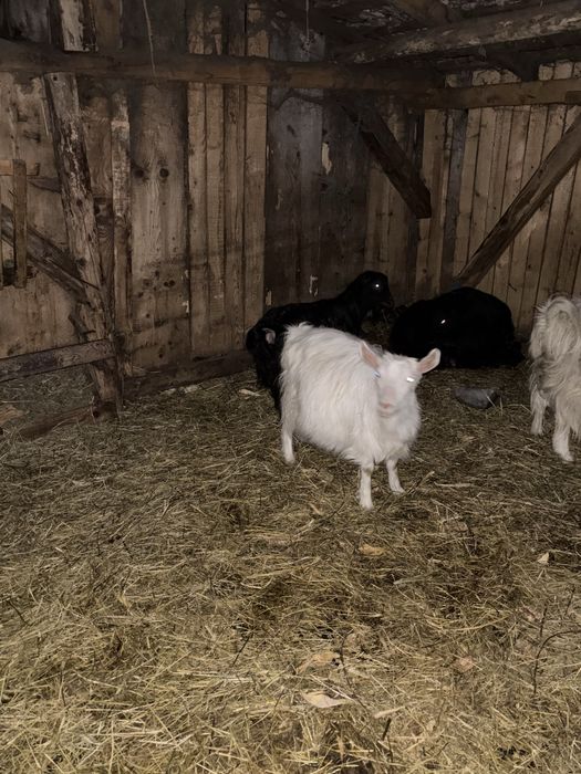 Cpre tinere si Tap La Mancha