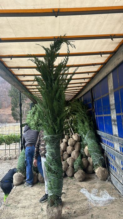 Chiparosi leilandi pentru gard viu 
Înălțimi între 
250-270cm 
Asigura