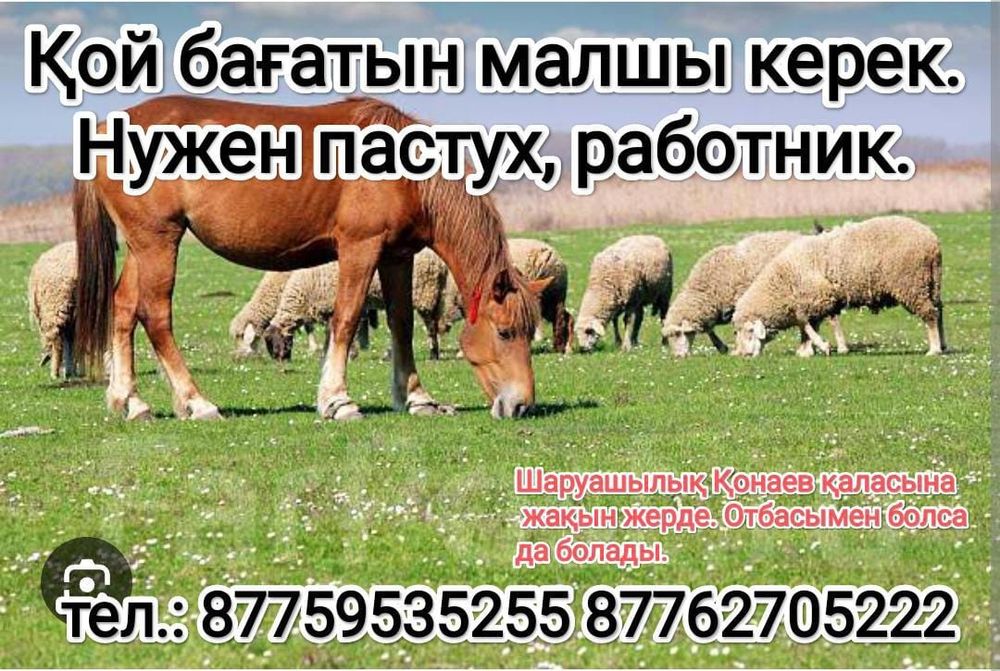 Қой бағатын малшы керек