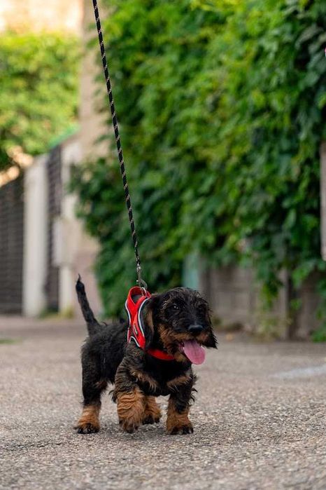Mascul de teckel sarmos standard cu Pedigree A