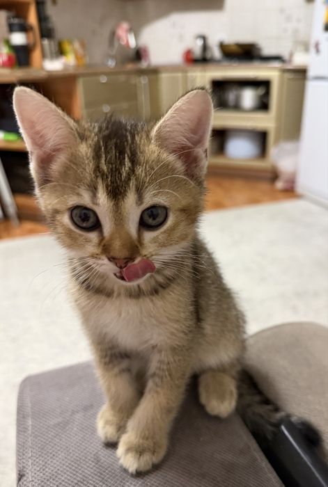 Продам котят британцы