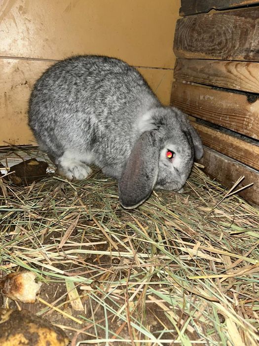 Продам рабочего крола