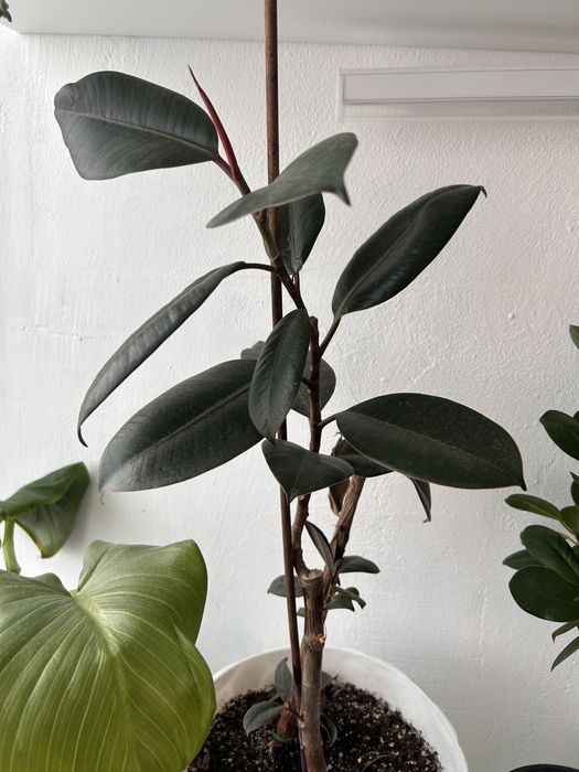 Фикус 1500 левый берег