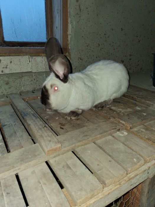 Vând mascul Uriaș de Transilvania