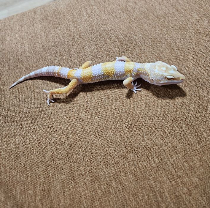 Продаю Эублефара