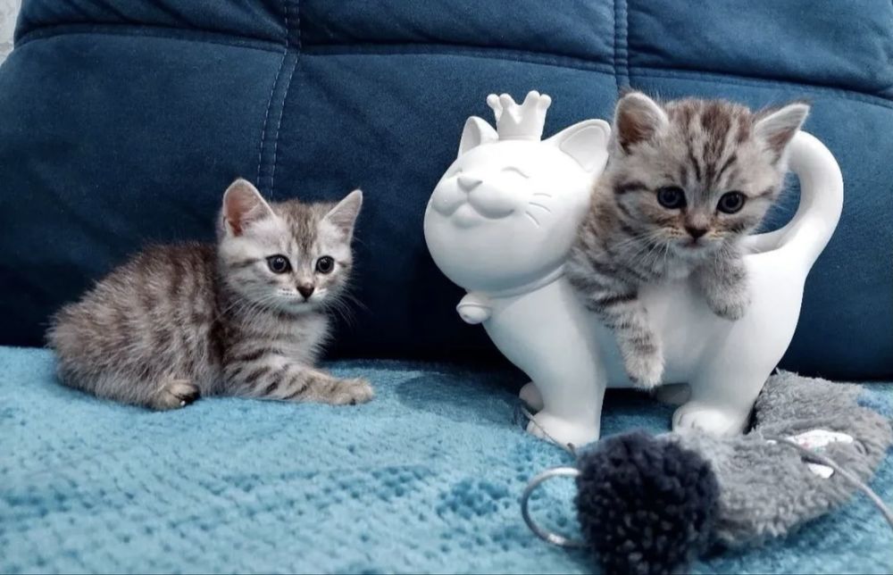 Чудесныее Котята