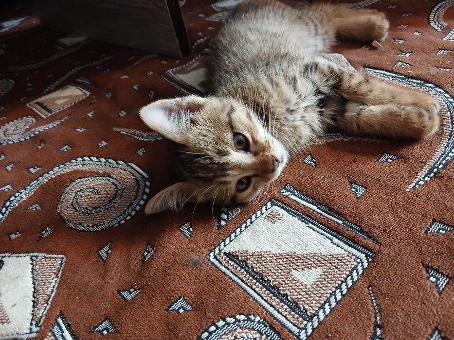 Mehrli qullar uchun mushukcha