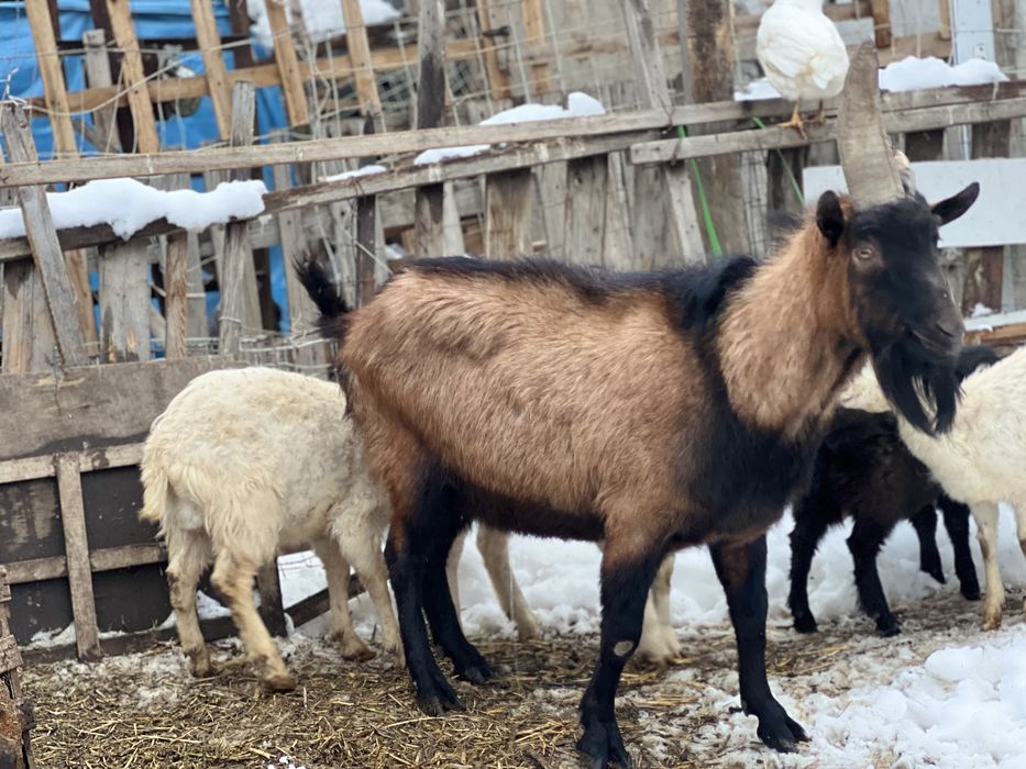 Теке сатылады 150мын тенге