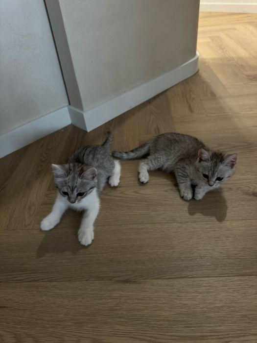 Британские котята