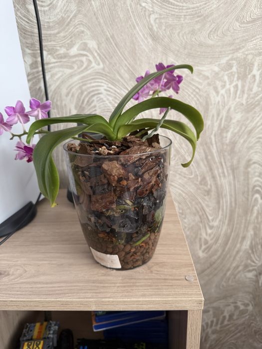 Орхидея Фаленопсис