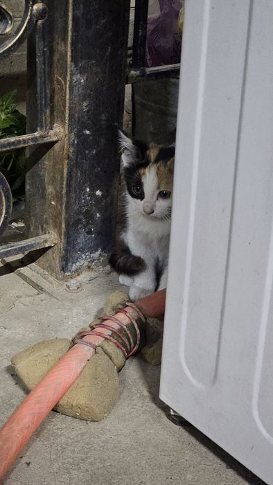 Котят в хорошие руки