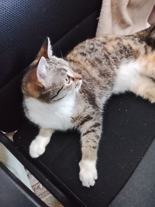 отдам даром в хорошие руки