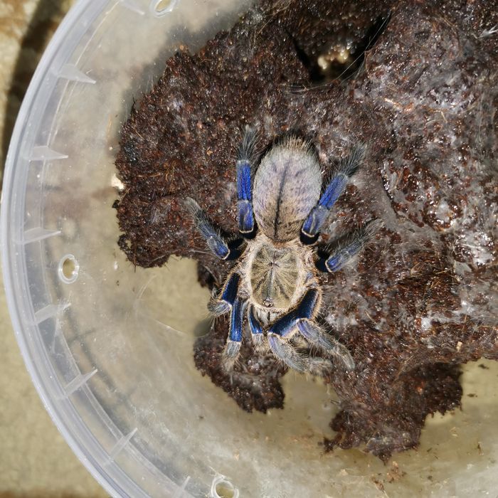 Пауки птицееды разные виды