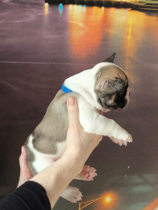 Продам щенков французский бульдог