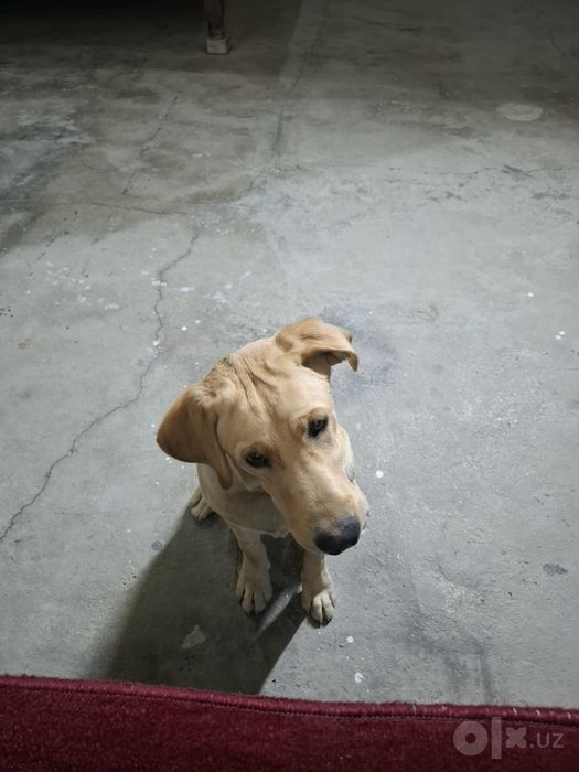 Labrador sotiladi