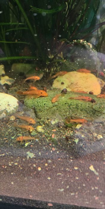 Продам молодь Анцитруса Super  Red.