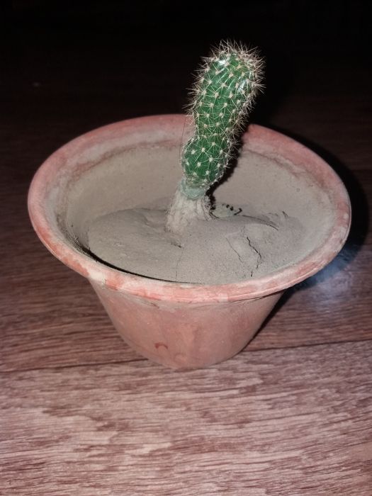 Комнатное растение