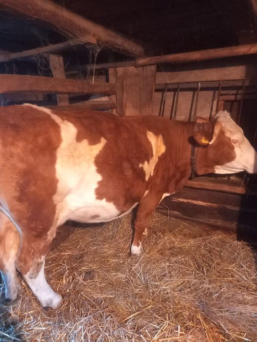 Vacă tânără gestantă 9 luni