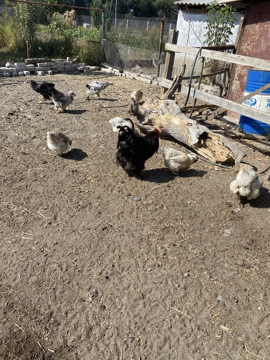 Продам домашьних кур .