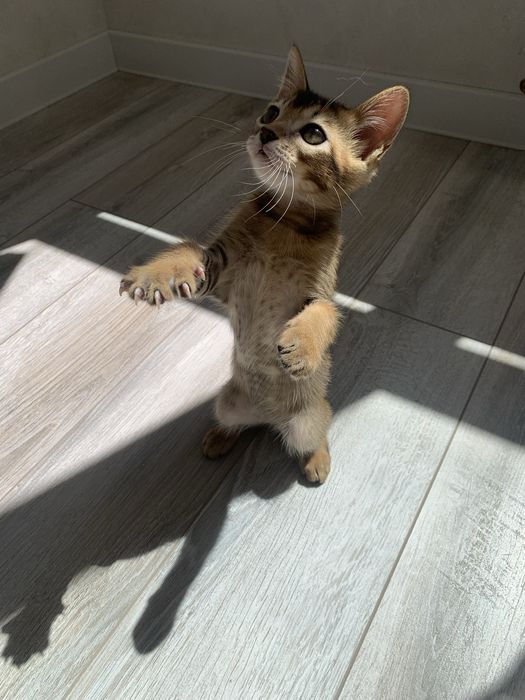 Абиссинский котенок