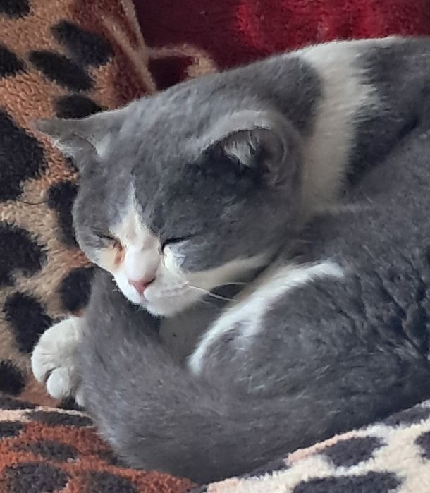 Britsh shorthair mushugi