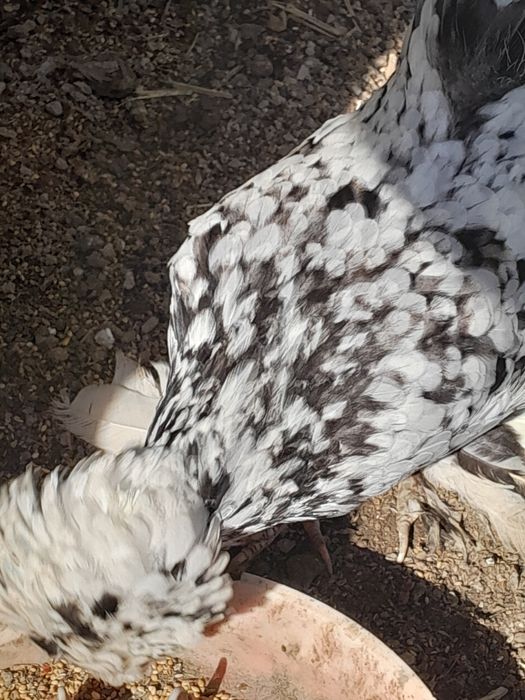 Карес товук ва хурозчала  сотилади