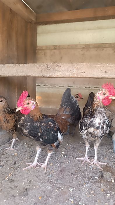 Продам карликовые кур.