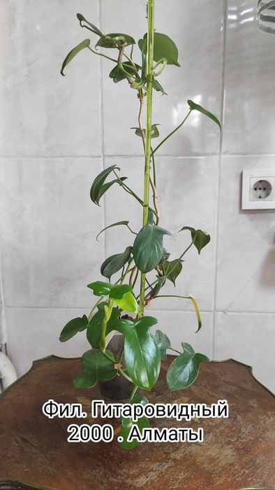 Цветы комнатные адаптированные