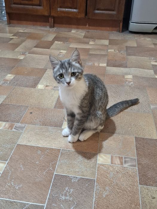 Кошка 4 месяца бесплатно