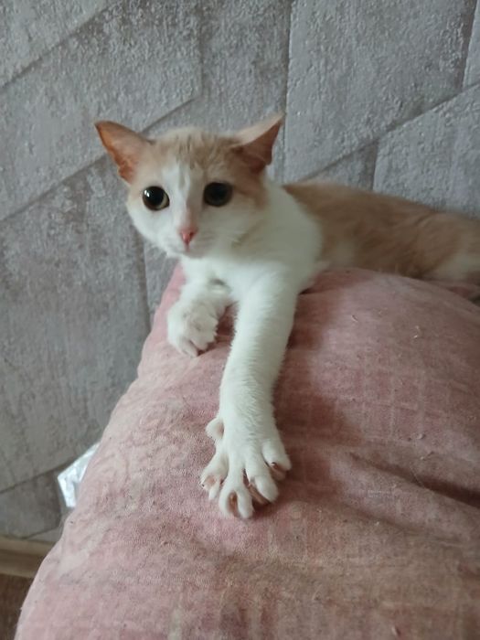 Отдам кошечку Люсю