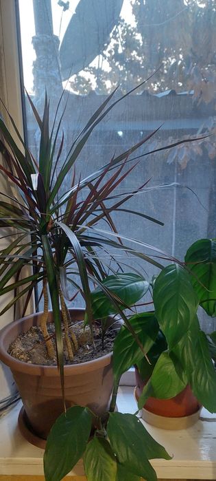 Продам цветы комнатные